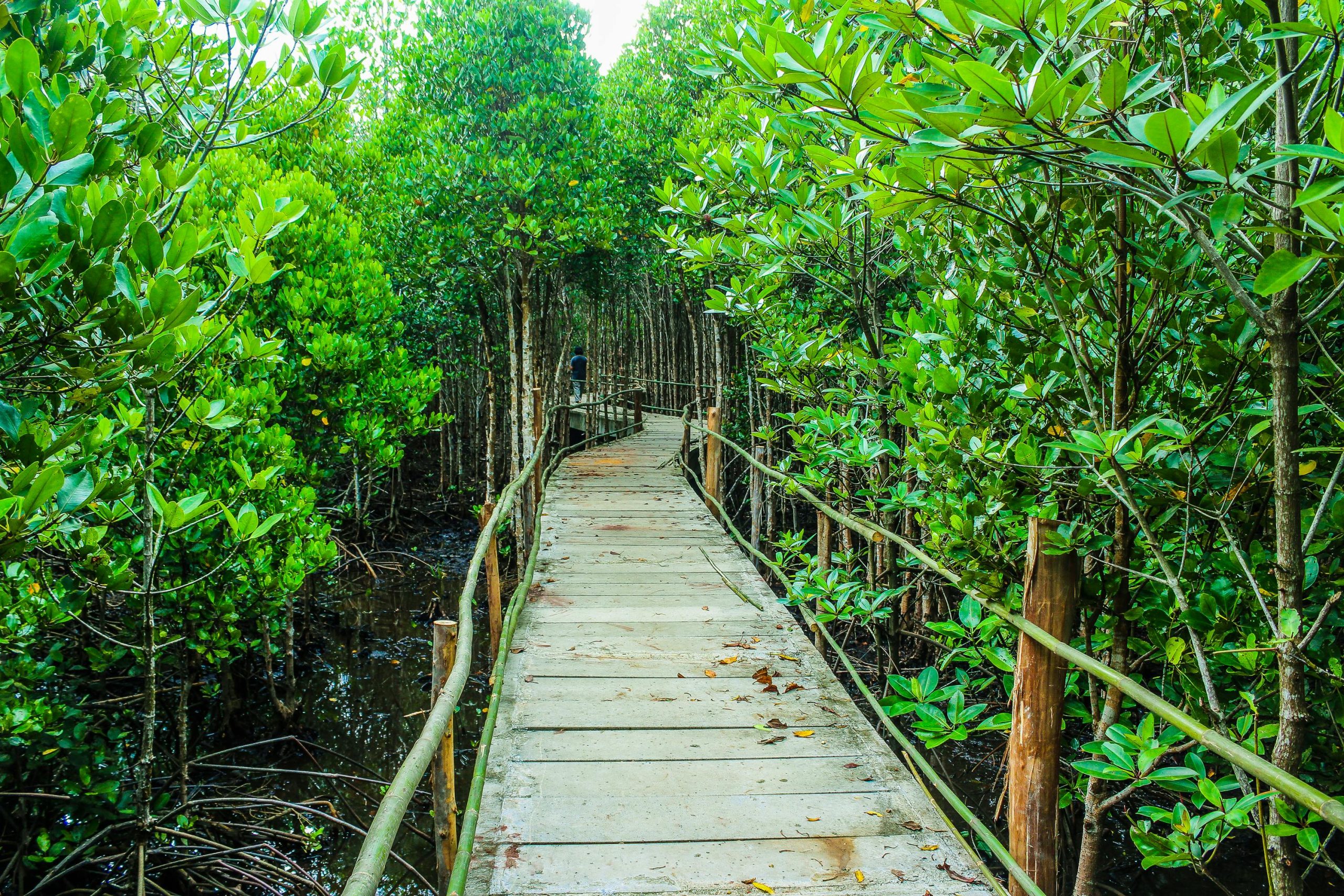 Explore a tranquil boardwalk winding through a vibrant mangrove forest on a sunny day.